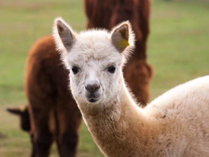 Alpacas comporta grandola