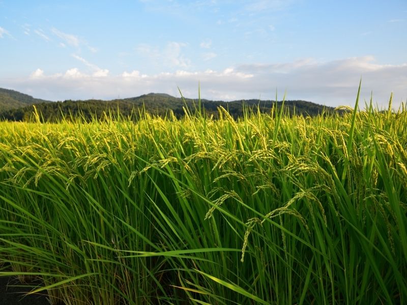 Comporta rice fields portugal