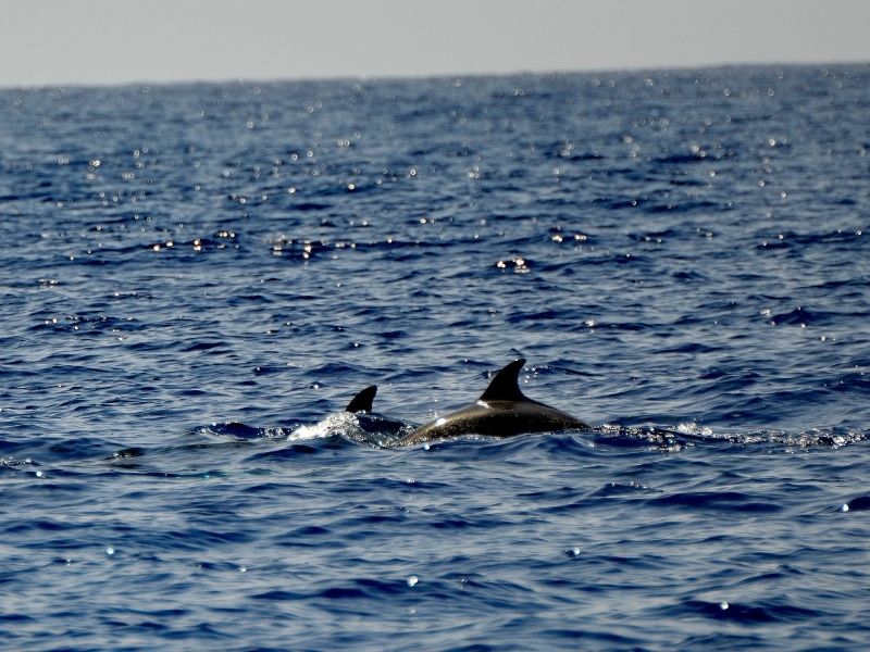 Dolphin watching sado estuary