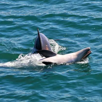 Dolphin-Watching-Sado-Estuary